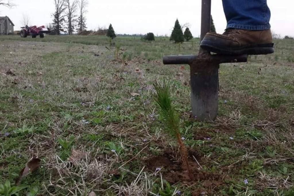 Rural Life On A Real Christmas Tree Farm! Hallmark Experience! Ozark Dış mekan fotoğraf