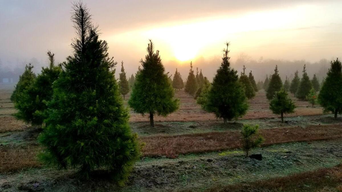 Rural Life On A Real Christmas Tree Farm! Hallmark Experience! Ozark Dış mekan fotoğraf