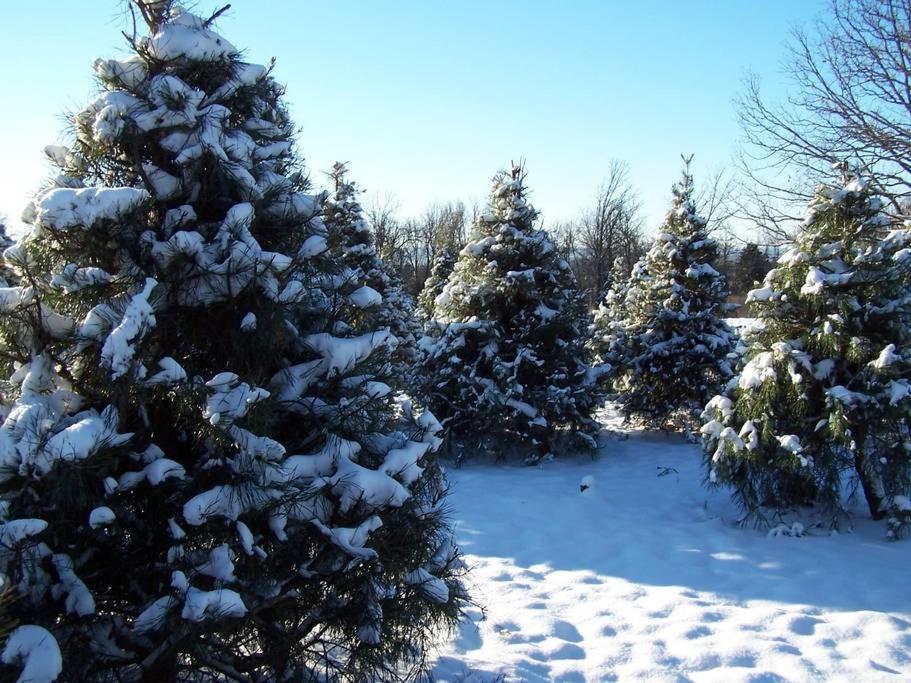 Rural Life On A Real Christmas Tree Farm! Hallmark Experience! Ozark Dış mekan fotoğraf