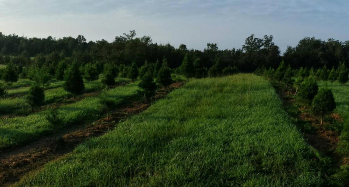 Rural Life On A Real Christmas Tree Farm! Hallmark Experience! Ozark Dış mekan fotoğraf